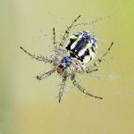cricket-bat-orbweaver_douglas-neve_n_1 Cricket-Bat Orbweaver