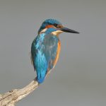 kingfisher_chris-barnett_n_1 Kingfisher