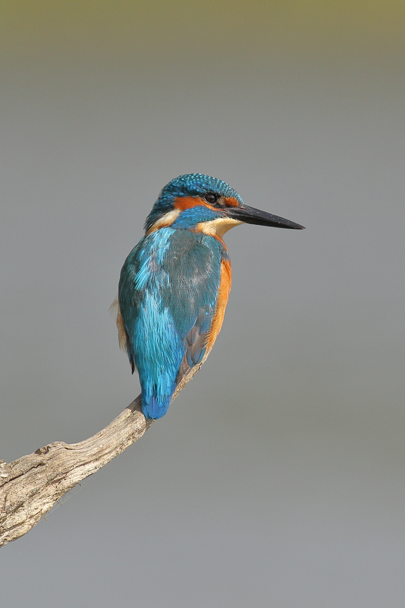 Kingfisher